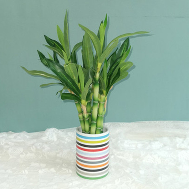New 40cm rFtificial Lucky Bamb - Echeveria Succulent บทวิจารณ์และราคา