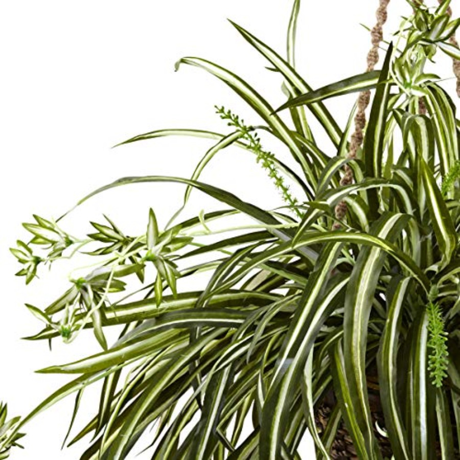 Spider Plant Hanging Basket fo - Spider Plant Hanging บทวิจารณ์และราคา