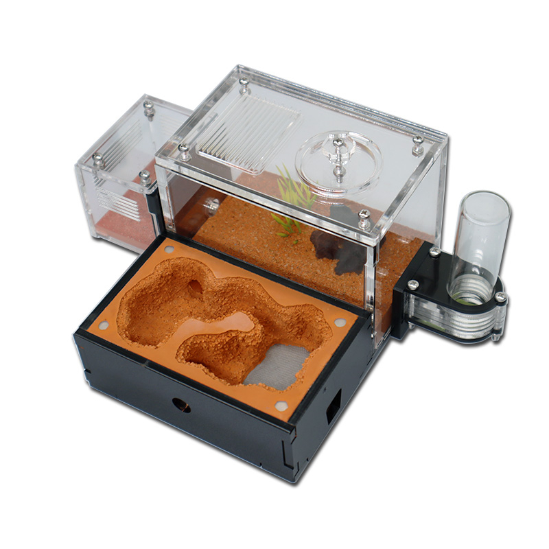 Yellow Soil Ant Farm with Exte - Begonia Rex บทวิจารณ์และราคา