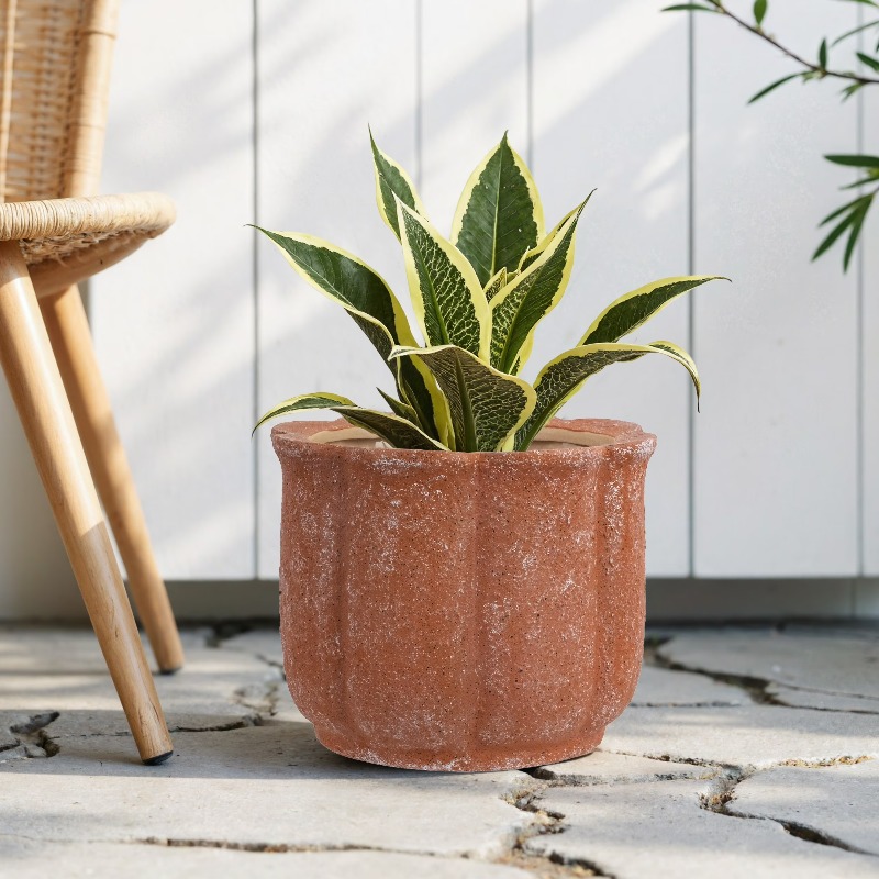 8in Terracotta Flower Planter  - Aloe Vera Pot บทวิจารณ์และราคา