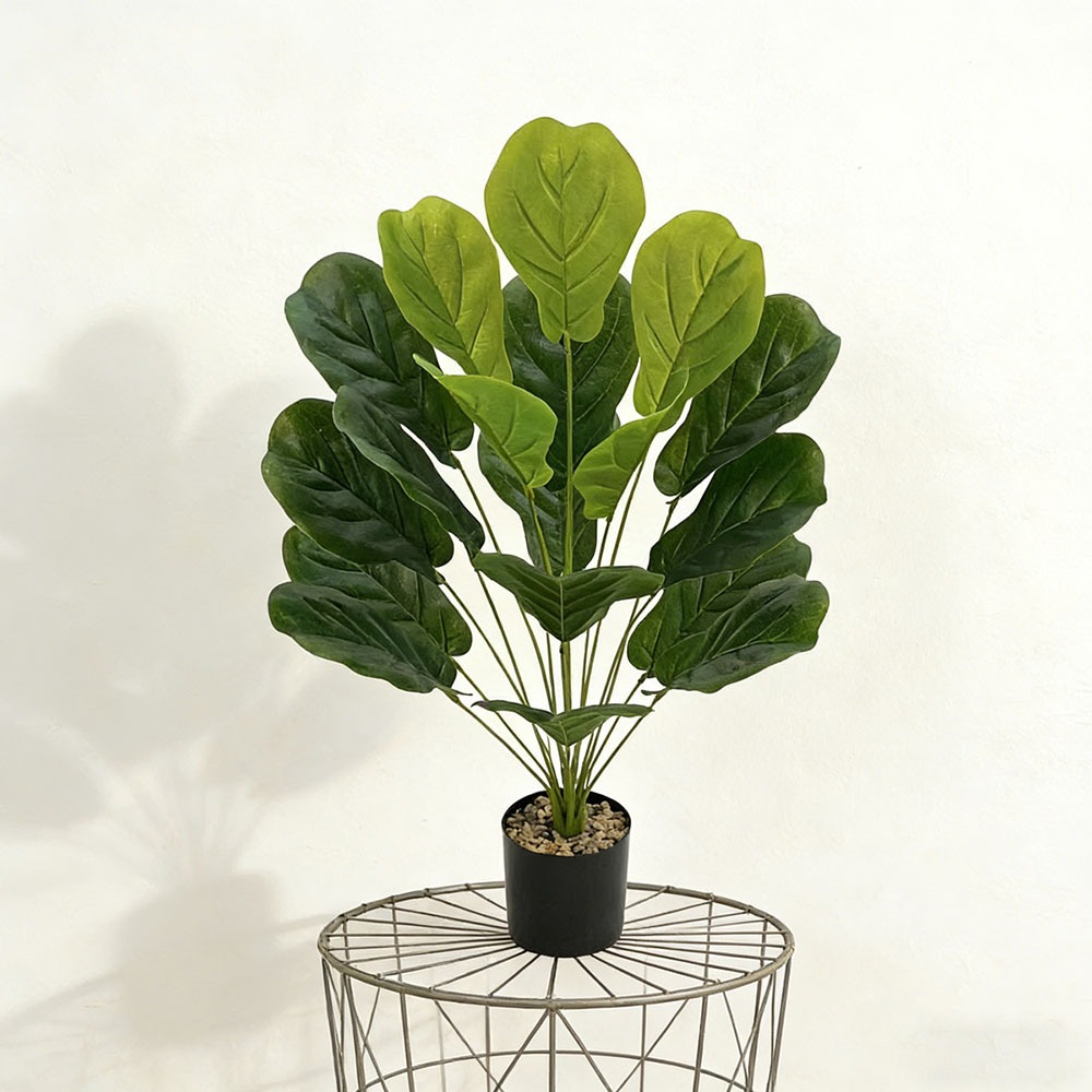 1pc of 75cm Artificial Ficus L - Ficus Lyrata Tree บทวิจารณ์และราคา