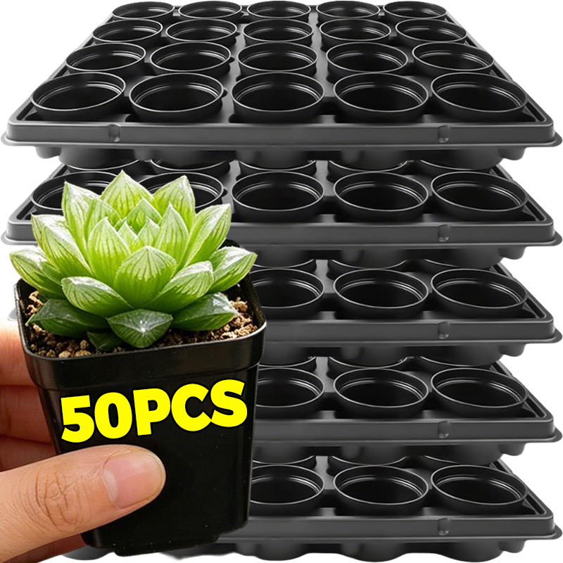 10/50Pcs Square Succulent Plas - Echeveria Succulent บทวิจารณ์และราคา