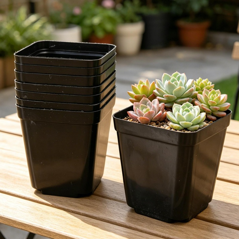 10/50Pcs Square Succulent Plas - Echeveria Succulent บทวิจารณ์และราคา