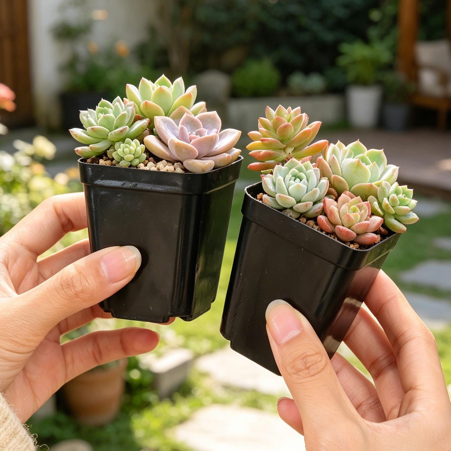 10/50Pcs Square Succulent Plas - Echeveria Succulent บทวิจารณ์และราคา