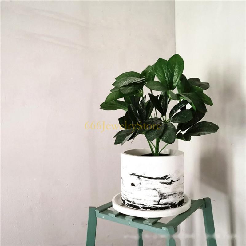 F2TD Large Round Concrete Flow - Echeveria Succulent บทวิจารณ์และราคา