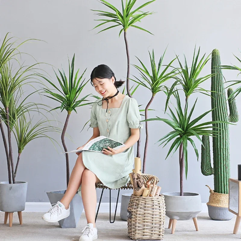 Simulation Plant Dracaena Marg - Dracaena Marginata บทวิจารณ์และราคา