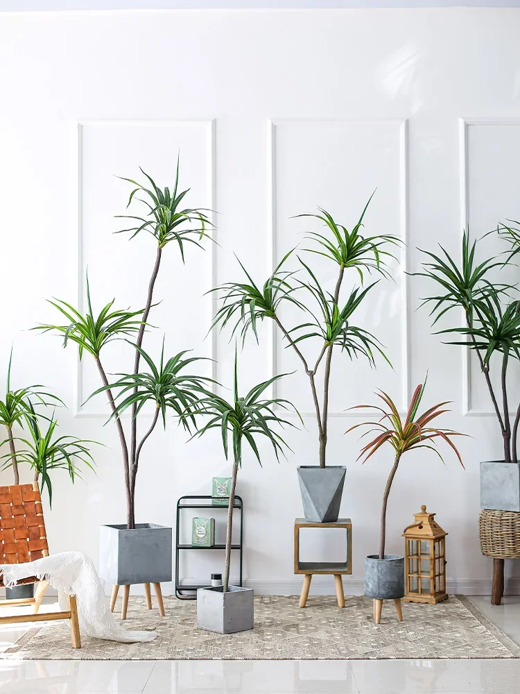 Simulation Plant Dracaena Marg - Dracaena Marginata บทวิจารณ์และราคา