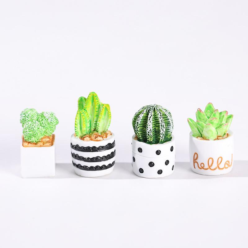 4-Piece Set of Cactus Succulen - Echeveria Succulent บทวิจารณ์และราคา